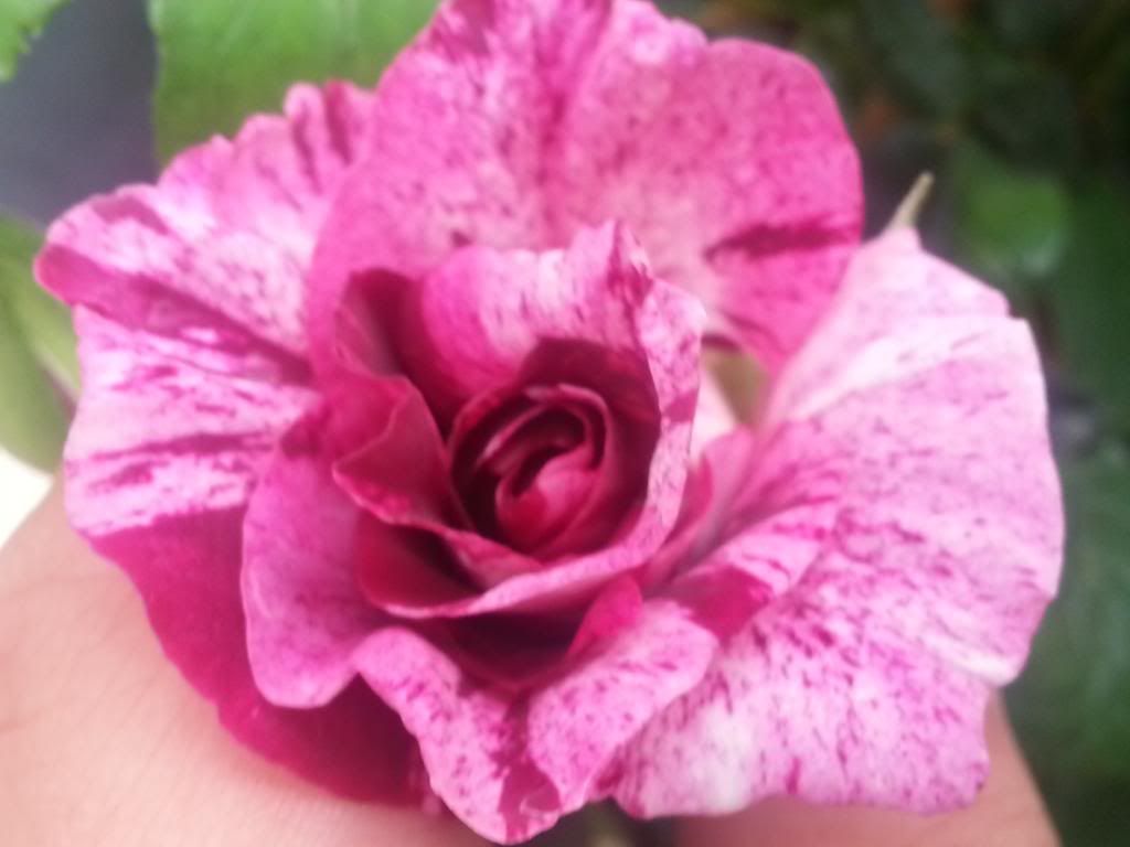 photo 009_zps31543226.jpg